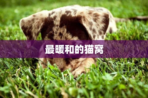 最暖和的貓窩