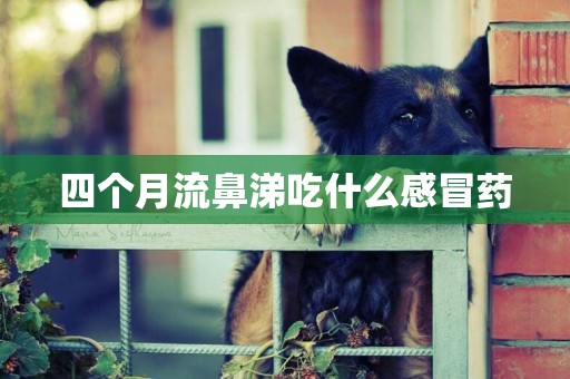 四個月流鼻涕吃什么感冒藥
