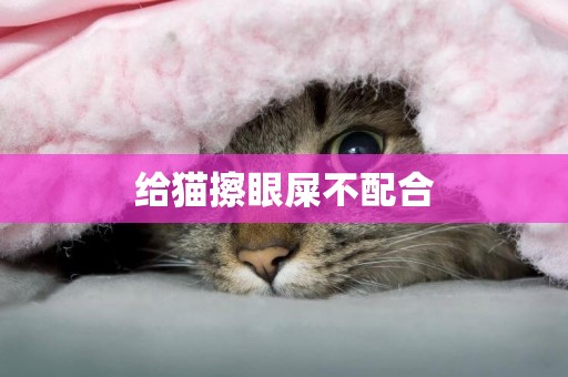 給貓擦眼屎不配合