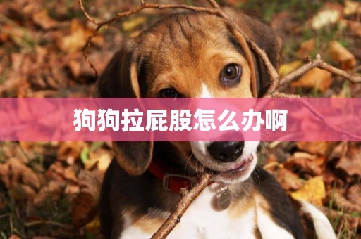 狗狗拉屁股怎么辦啊