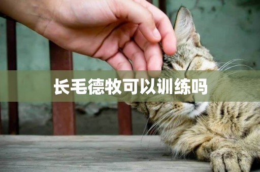 長毛德牧可以訓練嗎
