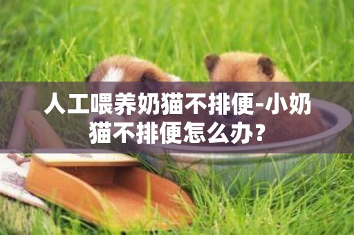 人工喂養奶貓不排便-小奶貓不排便怎么辦？
