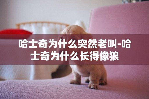 哈士奇為什么突然老叫-哈士奇為什么長得像狼