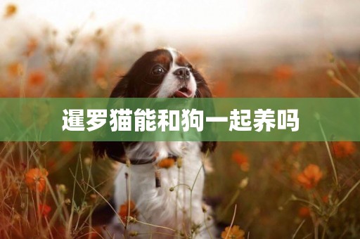 暹羅貓能和狗一起養嗎