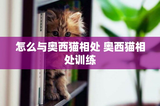 怎么與奧西貓相處 奧西貓相處訓練