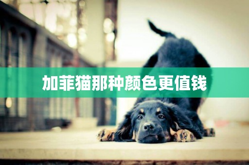 加菲貓那種顏色更值錢