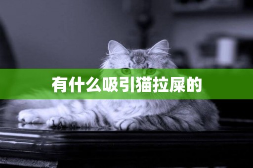 有什么吸引貓拉屎的