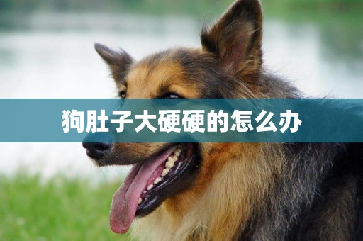 狗肚子大硬硬的怎么辦