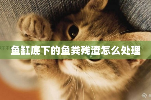 魚缸底下的魚糞殘渣怎么處理