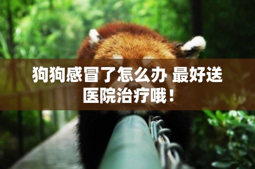 狗狗感冒了怎么辦 最好送醫院治療哦！