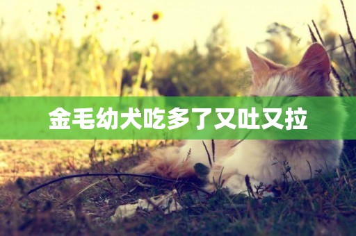 金毛幼犬吃多了又吐又拉
