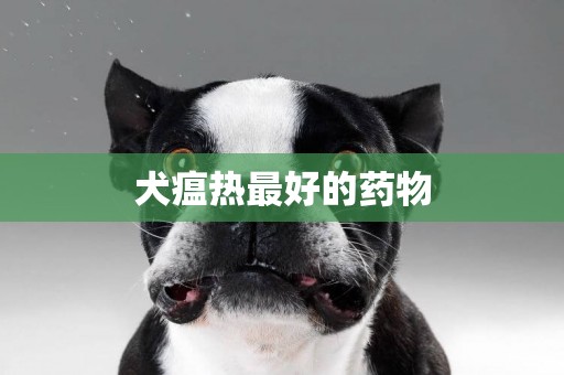 犬瘟熱最好的藥物