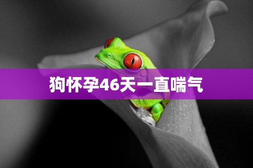 狗懷孕46天一直喘氣