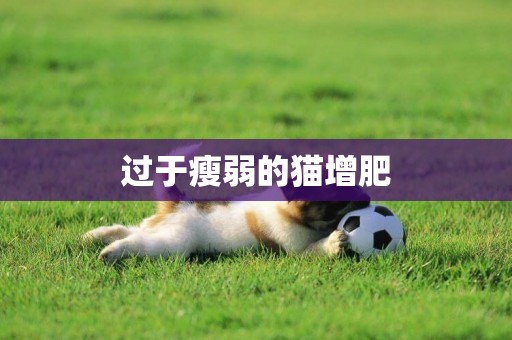 過于瘦弱的貓增肥