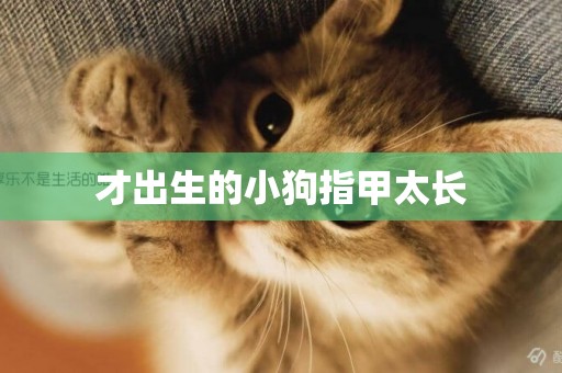 才出生的小狗指甲太長