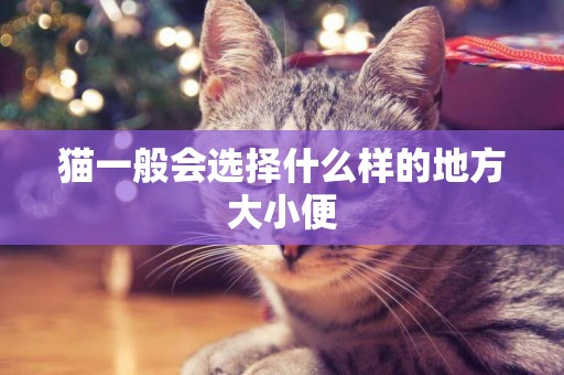 貓一般會選擇什么樣的地方大小便