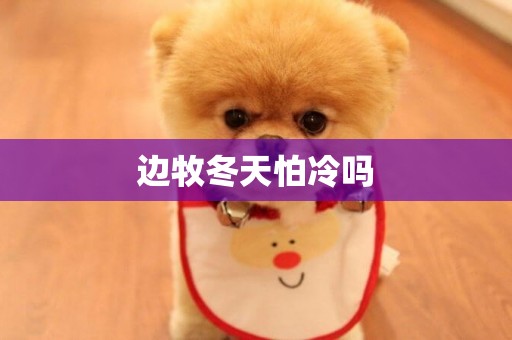 邊牧冬天怕冷嗎
