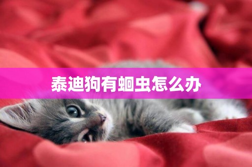 泰迪狗有蛔蟲怎么辦