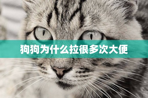 狗狗為什么拉很多次大便