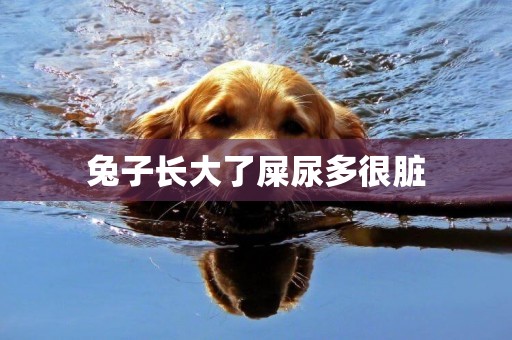 兔子長大了屎尿多很臟