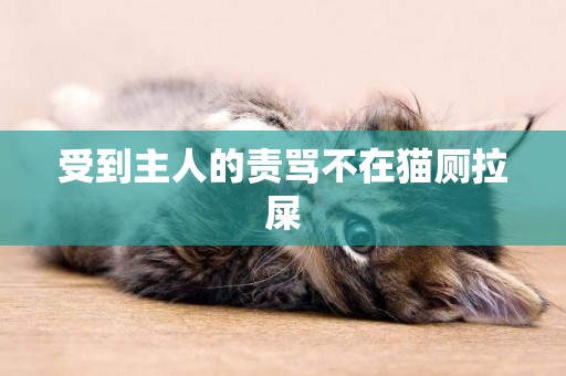 受到主人的責罵不在貓廁拉屎