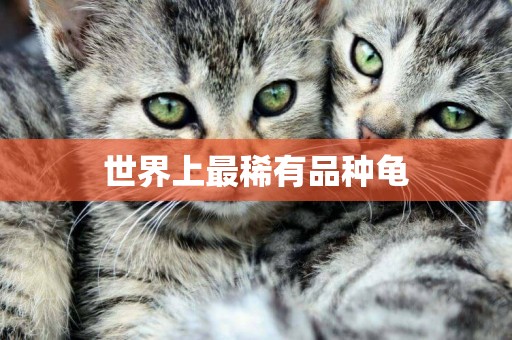 世界上最稀有品種龜