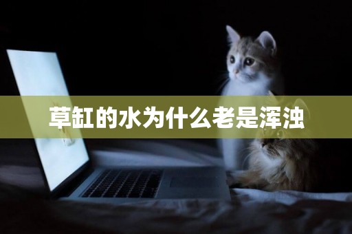 草缸的水為什么老是渾濁