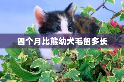 四個月比熊幼犬毛留多長