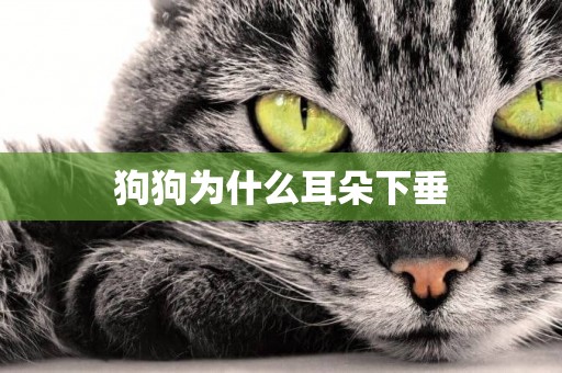 狗狗為什么耳朵下垂
