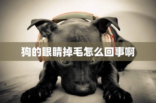 狗的眼睛掉毛怎么回事啊