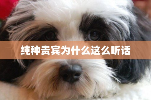 純種貴賓為什么這么聽話