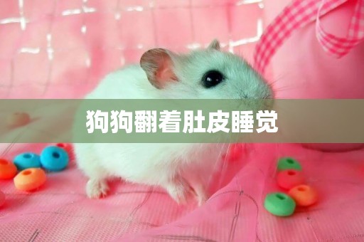 狗狗翻著肚皮睡覺