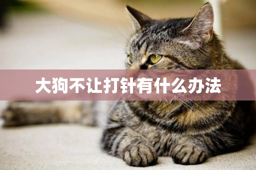 大狗不讓打針有什么辦法