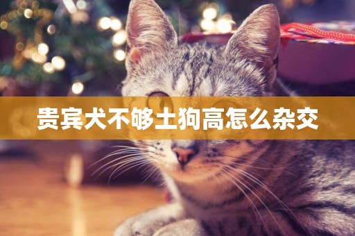 貴賓犬不夠土狗高怎么雜交