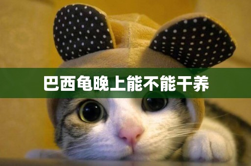 巴西龜晚上能不能干養