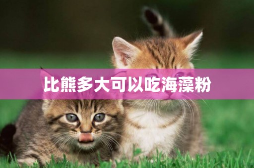 比熊多大可以吃海藻粉