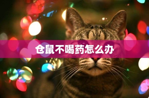 倉鼠不喝藥怎么辦