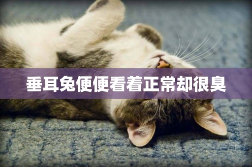 垂耳兔便便看著正常卻很臭