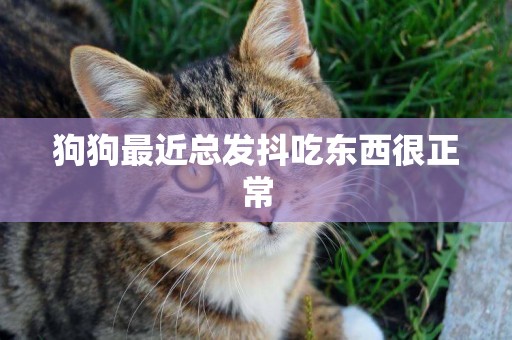 狗狗最近總發抖吃東西很正常