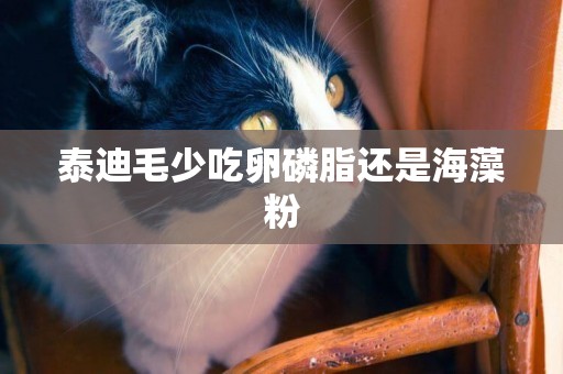 泰迪毛少吃卵磷脂還是海藻粉