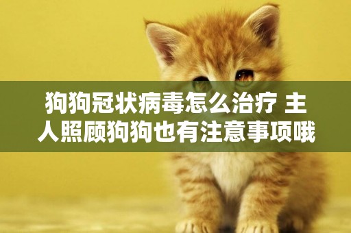 狗狗冠狀病毒怎么治療 主人照顧狗狗也有注意事項哦！