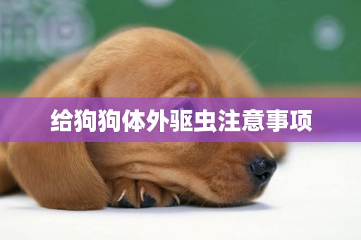 給狗狗體外驅蟲注意事項