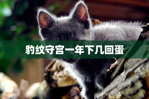 豹紋守宮一年下幾回蛋