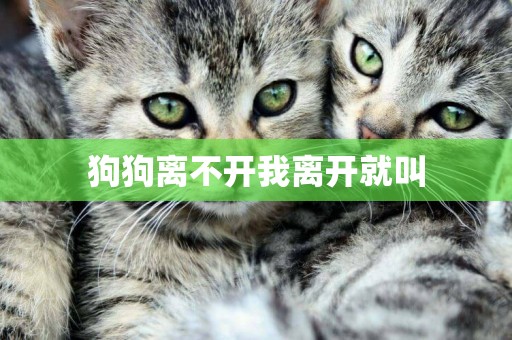 狗狗離不開我離開就叫