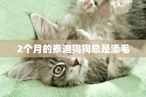 2個月的泰迪狗狗總是添毛