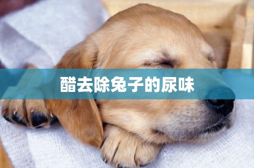 醋去除兔子的尿味