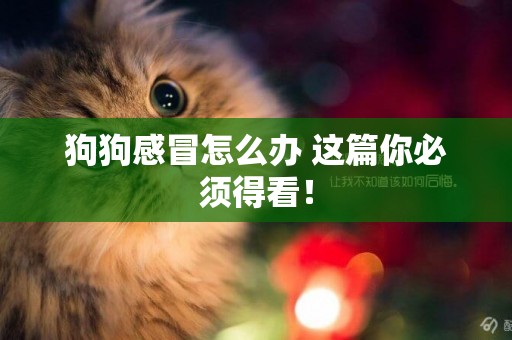 狗狗感冒怎么辦 這篇你必須得看！