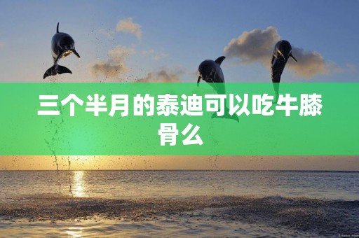 三個半月的泰迪可以吃牛膝骨么