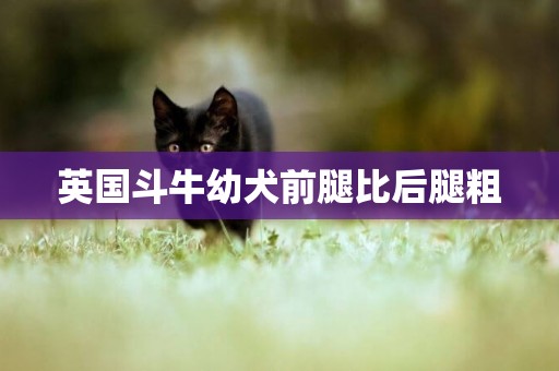 英國斗牛幼犬前腿比后腿粗