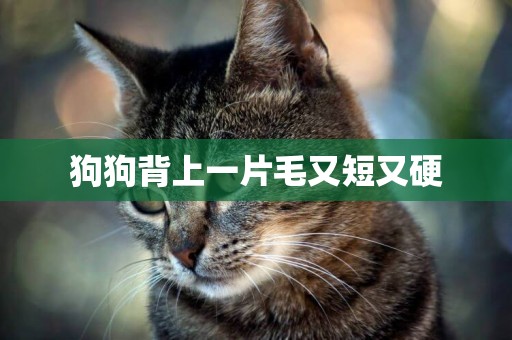狗狗背上一片毛又短又硬